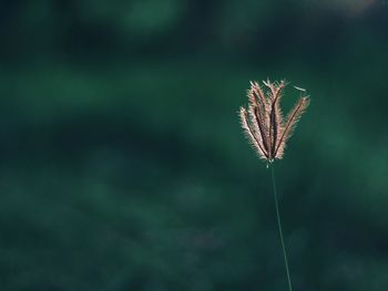 Close-up of red leaf on plant at field