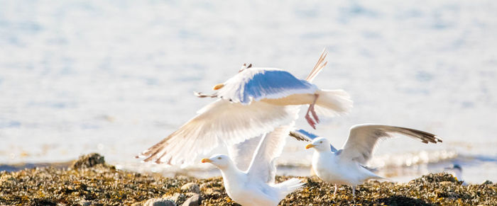 Seagulls flying in the sky