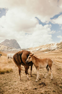 Horses on a field