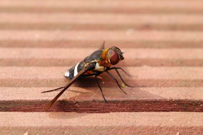 Close-up of insect on table