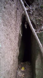 Close-up of tree trunk against wall