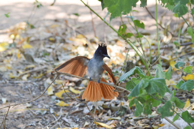 Bird perching on a plant
