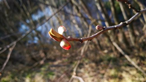 Close-up of flower buds on branch