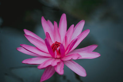 Close-up of pink flower