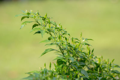 Close-up of fresh green plant