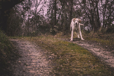 Dog in forest