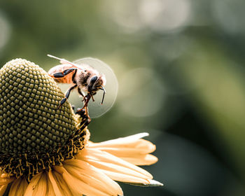 Close-up of bee pollinating on flower