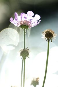 Close-up of purple flowering plant