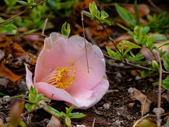 Close-up of pink flower on field