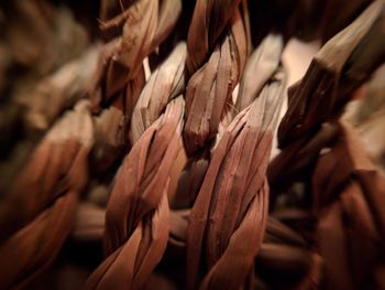 Close up of leaf