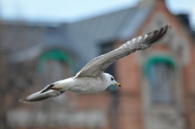 Close-up of seagull flying