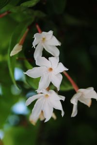 Close-up of white flowering plant