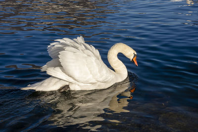 Swan swimming in lake