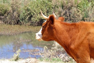 Side view of horse against plants