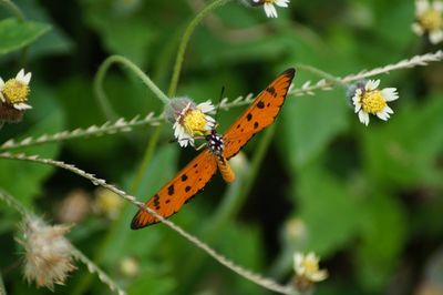 Butterfly pollinating on flower