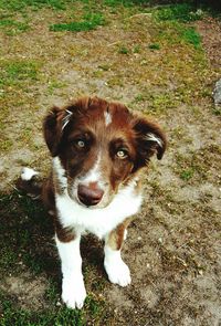 Portrait of dog at park