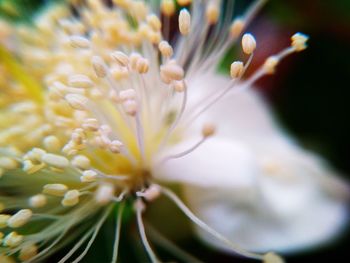 Close-up of flower blooming outdoors