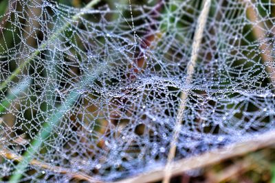 Close-up of spider web