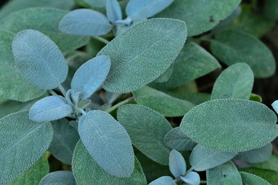 Full frame shot of flowering plant