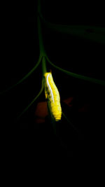 Close-up of yellow leaf over black background