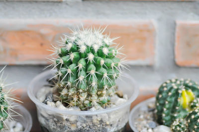 Close-up of succulent plant