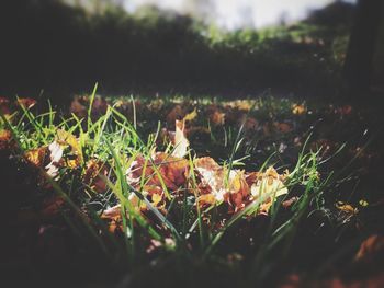 Close-up of plants against blurred background