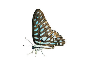 Close-up of butterfly over white background