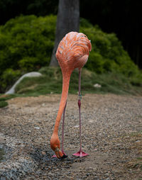 Close-up of bird on footpath