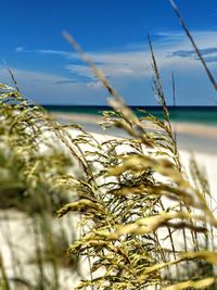 Close-up of stalks on beach  against the sky