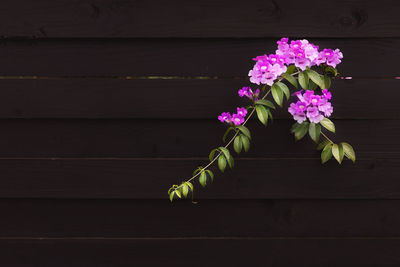 High angle view of pink flowering plant on table