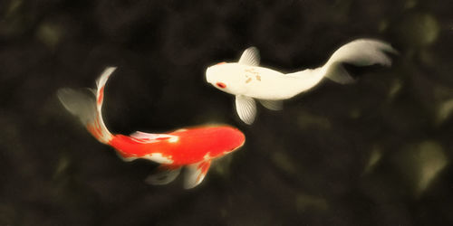 Close-up of fish underwater