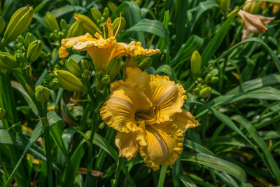 plant