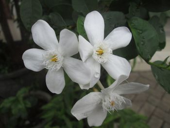 Close-up of white flowers blooming outdoors