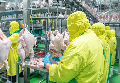 A worker breaks two chicken legs on a conveyor chain in a chicken slaughterhouse.