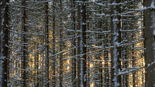 Wintry forest with sun peaking amidst trunks