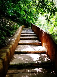 Boardwalk amidst trees