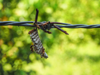 Close-up of wasp's nest