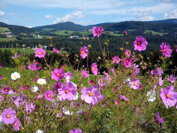 Pink flowering plants on field against sky