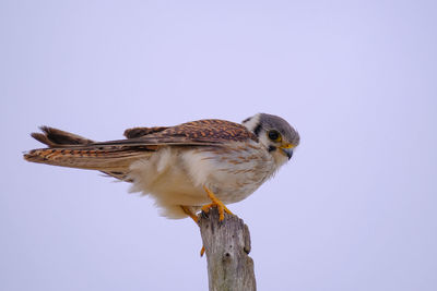 Low angle view of owl perching on wooden post against sky