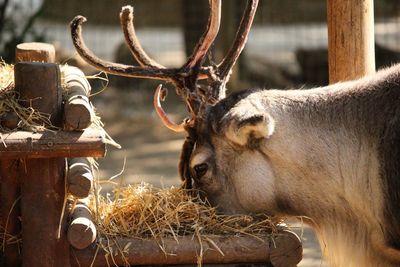 Close-up of reindeer 