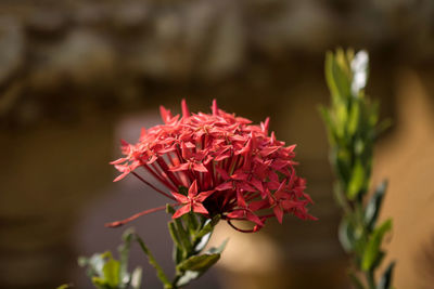 Close-up of red flowering plant