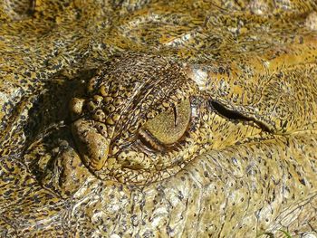 Full frame shot of crocodile eye