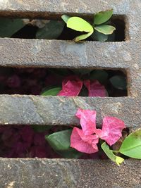 Close-up of pink flowers