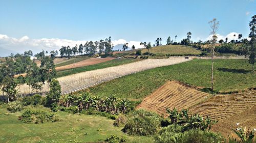 Scenic view of agricultural field against sky