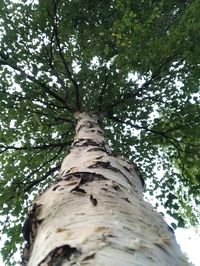 Low angle view of tree trunk in forest