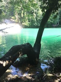 Scenic view of lake in forest