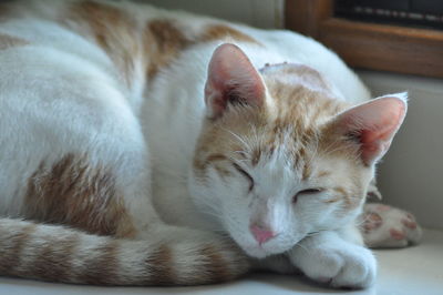 Close-up of cat sleeping