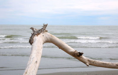 Dried smoothed branch of tree and the water on background