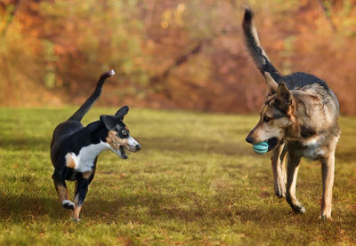 Playing dogs in the park