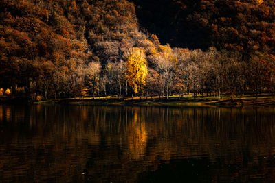 Scenic view of lake in forest